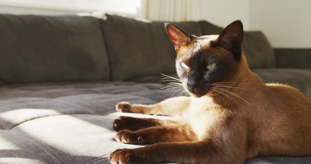Sleek brown cat lounging on grey sofa in sunlight - Download Free Stock Photos Pikwizard.com