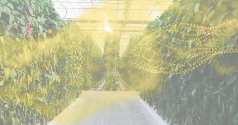 Sunlit greenhouse aisle guiding view between trellised rows with warm string lights