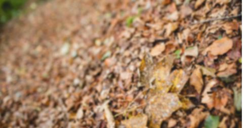 Blurred Autumn Leaves Forest Floor Embracing Nature's Harmony - Download Free Stock Images Pikwizard.com