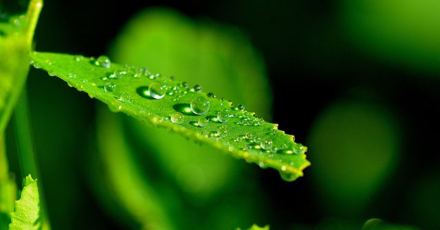 Close-up capturing fresh green leaf with water droplets after rain. Image perfect for promoting eco-friendly themes, gardening websites, nature blogs, or advertisements emphasizing freshness and cleanliness.