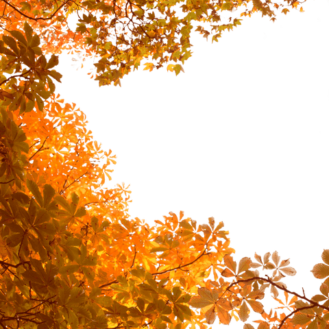 transparent autumn leaves background with warm orange foliage - Download Free Stock Videos Pikwizard.com