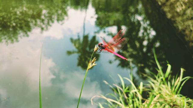 Red dragonfly perched on slender plant stem by reflective pond surrounded by lush, green scenery. Suitable for themes of tranquility, nature, or wildlife. Ideal for blog posts, nature magazines, or promotional material for eco-friendly products or outdoor activities.