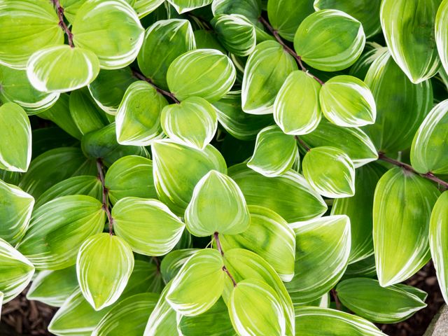 Vibrant green leaves with white edges creating natural texture. Perfect for nature-related designs, organic products, plant care, and environmental themes.
