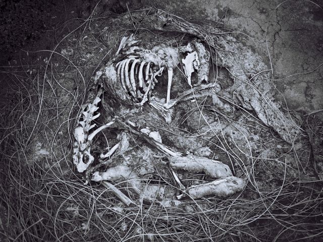 Decomposing animal skeleton surrounded by natural elements, suggesting use in educational material on biology, archaeology, life cycle, nature photography, themes of decay and impermanence, or artistic projects exploring mortality.