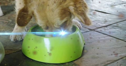 Golden dog eating from lime green bowl on tiled porch with blue lens flare