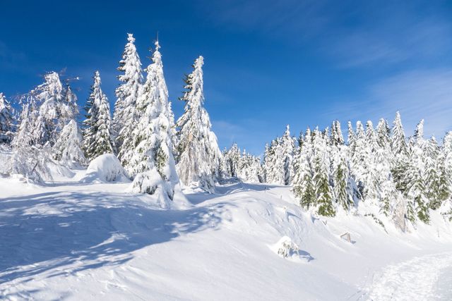 Snow-covered pine trees stand tall against a bright blue sky, creating a picturesque winter scene. Ideal for winter travel advertisements, holiday greeting cards, or nature-related publications