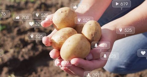 Person Holding Freshly Harvested Potatoes with Social Media Overlays