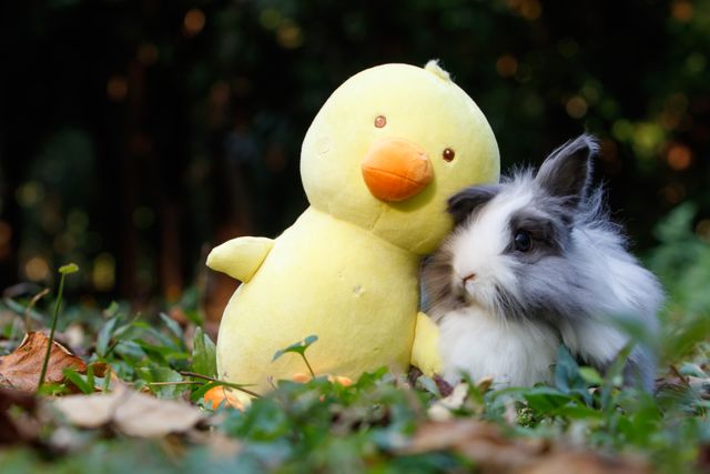 Fluffy rabbit sitting beside cute yellow duck plush toy outdoors - Download Free Stock Photos Pikwizard.com