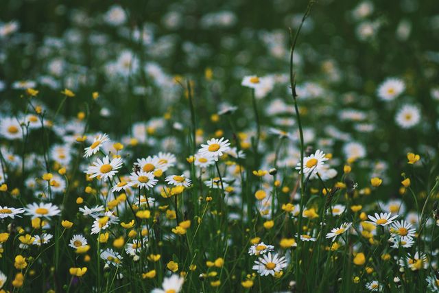 Bright and cheerful meadow filled with white daisies and yellow wildflowers. Ideal for spring or summer seasonal promotions, nature-themed backgrounds, or environmental mood boards. Useful for presenting a fresh, natural ambiance.