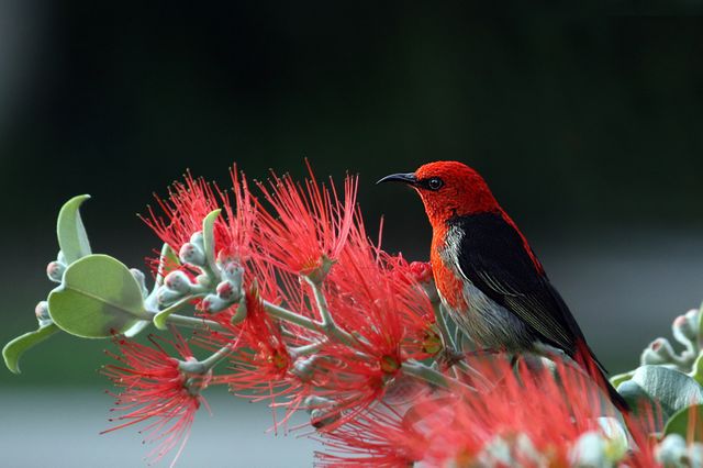 Scarlet and black honeyeater is perching on red blooming brush with green foliage background. Suitable for wildlife enthusiasts, nature photographers, educational material on bird species, and plant or garden-themed content.
