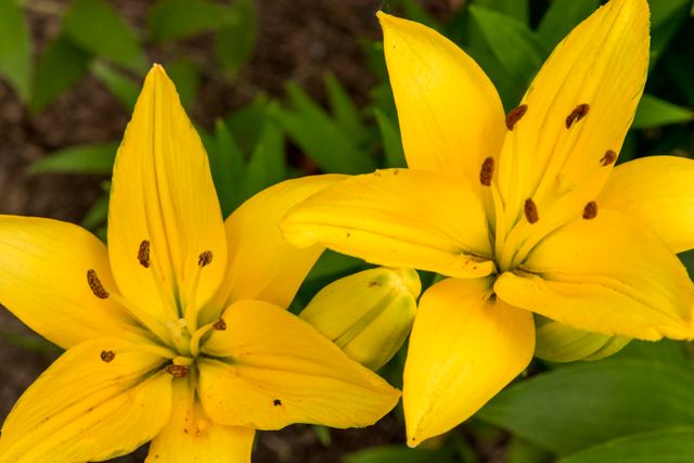 Close-up of two bright yellow lilies in full bloom. This vibrant image captures the beauty of these flowers, making it perfect for use in gardening magazines, floral decor advertisements, and nature-related websites. The bright colors and sharp details make it an excellent background image for presentations or promotional materials.