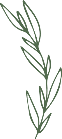 Minimalistic green plant branch transparent illustration png