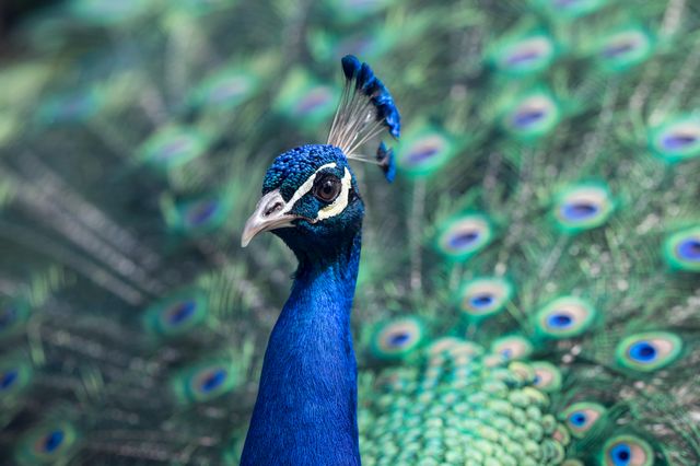 Close-up of a stunning male peacock showcasing its brightly colored feathers. Ideal for use in nature-themed projects, wildlife publications, and exotic animal features. Perfect for educational content about birds, biodiversity, or imagery promoting conservation efforts.