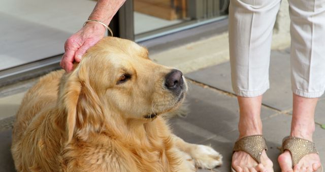 Elderly person gently petting a calm golden retriever on porch of a home with an open door in background. An intimate moment showcasing bond between senior and pet. Perfect for use in articles about companionship, elderly lifestyle, benefits of pet ownership, and senior care.
