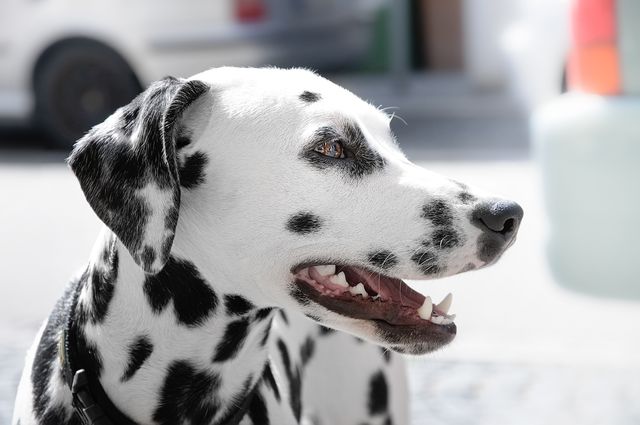 Dalmatian dog showing its distinctive black spots and white fur, facing left with mouth slightly open, outdoors in a city environment. Ideal for pet lovers, veterinary clinics, or animal care visuals.