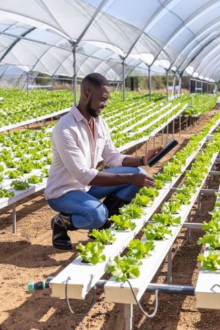Man Inspects Hydroponic Lettuce Using Tablet in Modern Greenhouse