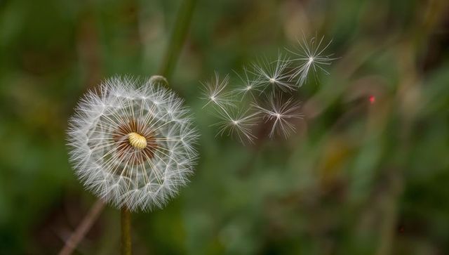 Dandelion puffball releasing seeds drifting on breeze closeup in meadow with soft bokeh