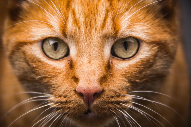 Close-up of ginger cat with green eyes, highlighting prominent whiskers and distinct fur markings. Ideal for pet care websites, animal magazines, posters, and advertisements focusing on feline companionship or pet adoption.