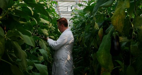 Scientist Examining Plants in Greenhouse Research Setting