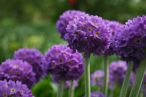 Vibrant purple drumstick primula blooming in spherical clusters spring garden close-up