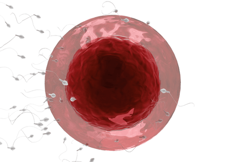 transparent illustration of sperm approaching ovum - Download Free Stock Videos Pikwizard.com