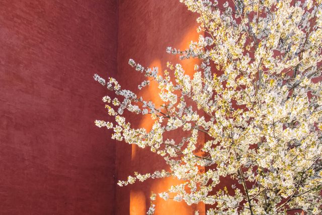 Cherry blossom tree covered in white flowers shines brightly against red brick wall, indicating fresh spring season. Suitable for themes of nature, renewal, contrasting textures, and background designs for various creative projects.