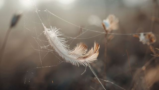 Pale feather floating in spiderweb with dewdrops, backlit meadow macro, delicate plume