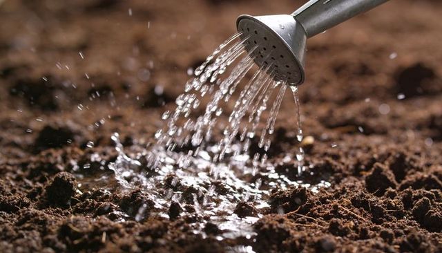 Close-up watering seedbed with metal rose nozzle producing fine droplets over moist soil