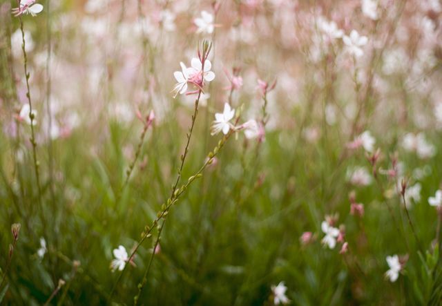 Gaura flowers captured in full bloom, showcasing their delicate pink and white petals against a lush green background. Perfect for nature enthusiasts, garden inspiration, or floral design. Ideal for websites, blogs, and print materials where a touch of botanic beauty and elegance is desired.