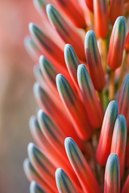 Close-up of vibrant succulent flower buds in natural sunlight - Download Free Stock Photos Pikwizard.com
