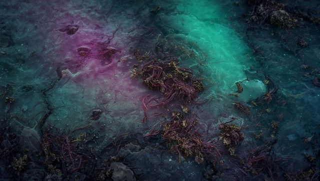 Teal and Magenta Moody Tidepool Textures with Seaweed Clumps on Wet Rocky Shoreline
