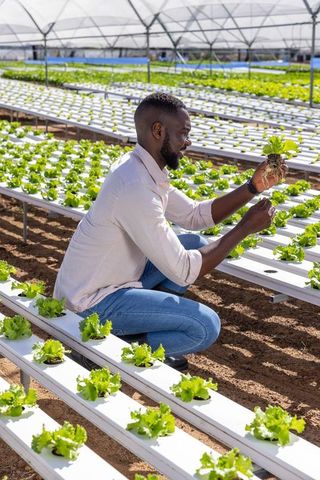 Male agronomist examining hydroponic lettuce in greenhouse