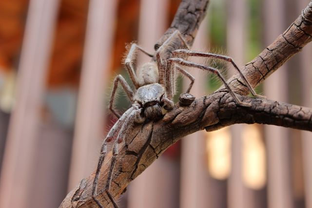 Large brown spider climbing on tree branch in close-up view. Ideal for use in educational content about arachnids, wildlife photography, natural habitat articles, and nature enthusiasts' blogs. Provides a detailed view of spider in its natural environment, highlighting its features and leg structure.