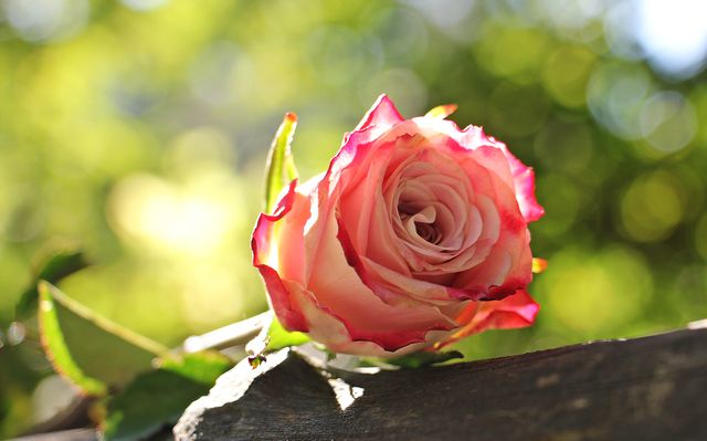 Close-Up of Pink Rose in Sunlit Garden, Bokeh Background - Download Free Stock Photos Pikwizard.com