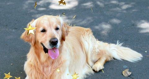 Golden retriever relaxing on shaded path with stars overlay