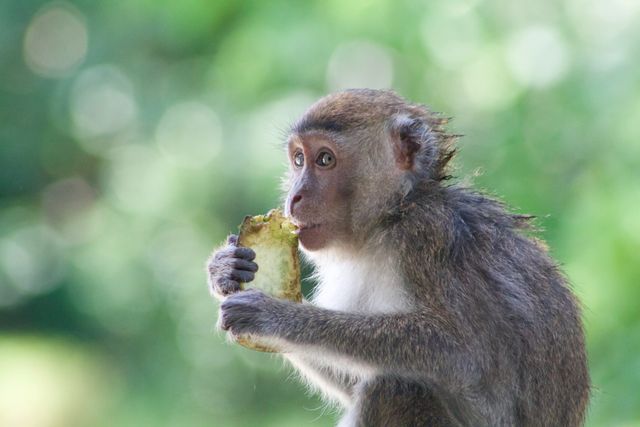 Wild macaque devouring tropical fruit in vibrant jungle scene. Useful for themes of wildlife, nature conservancy, ecosystems, or animal behavior studies.