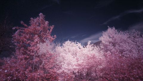 Moonlit infrared forest with magenta foliage and soft hill silhouette