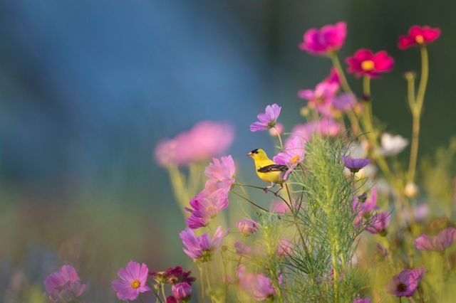 American Goldfinch sitting on colorful wildflowers in a blooming meadow. Perfect for spring or summer-themed projects, nature and wildlife blogs, gardening websites, or floral photography collections. It is ideal for promoting natural beauty, garden products, or outdoor activities.