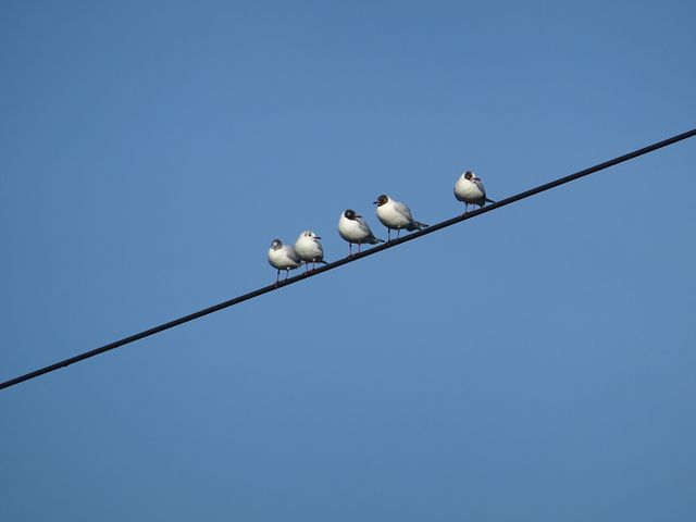 This stock photo shows a group of white gulls perched on a wire with a clear blue sky as the backdrop. Ideal for use in nature and wildlife blogs, articles, and educational materials about bird behavior and ornithology. Perfect for conveying themes of simplicity, tranquility, and natural beauty.