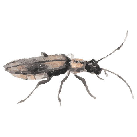 Transparent elongated beetle vector featuring painterly minimalist texture