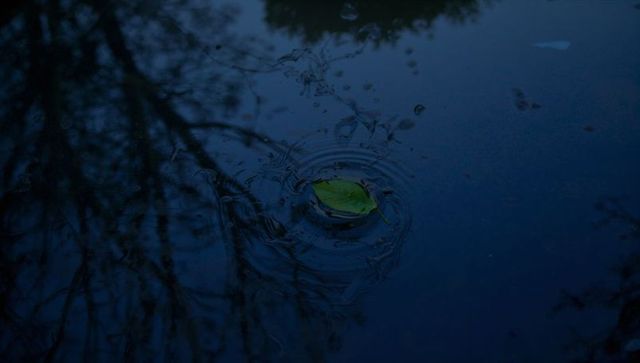 Floating emerald leaf sending ripples across dark pond at dusk with soft tree reflections