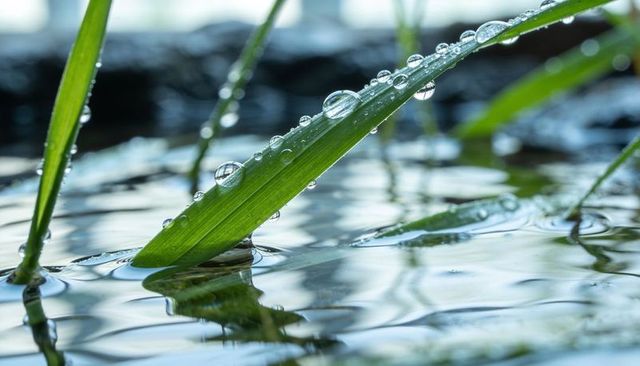 Dew-covered grass blade creating ripples on pond surface with reflective water droplets