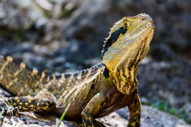 Eastern water dragon basking in the sun on rocky ground. Perfect for wildlife enthusiasts, nature blogs, educational material about reptiles, and conservation campaigns.