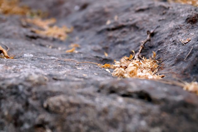 Capture nature's intricate details with this close-up of a rocky surface covered with dry leaves. Perfect for uses related to geology, nature studies, backgrounds, and autumn themes. Highlight the peaceful, serene aspects of natural elements in any project.