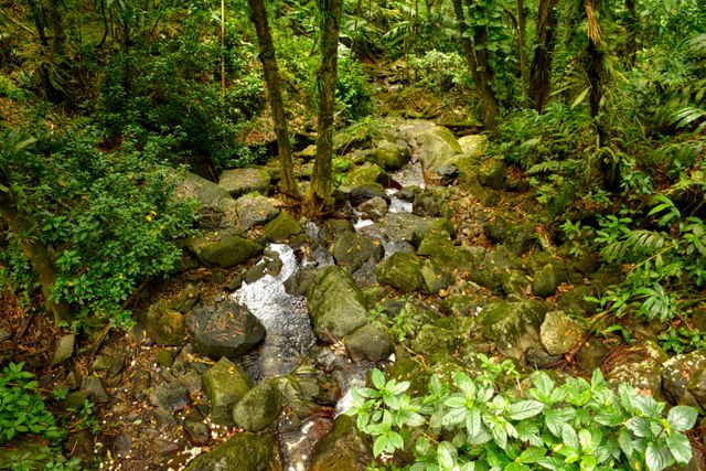 Stream flowing through dense, lush forest featuring rich vegetation and large moss-covered rocks. Ideal for content promoting relaxation, nature documentaries, travel pieces, or environmental articles highlighting the beauty and serenity of untouched natural settings.