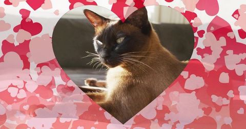 Cozy Siamese Cat in Heart Silhouette on Soft Sofa