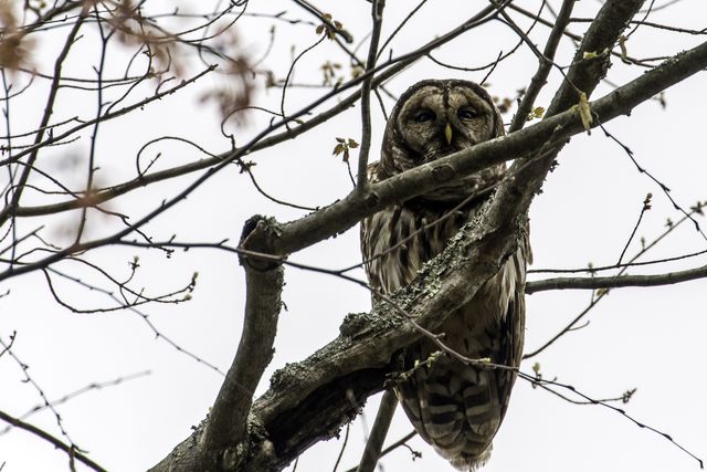 Barred owl resting on a tree branch in a forest. Ideal for use in articles or blogs about wildlife, birdwatching, and ecosystem studies. Suitable for educational materials related to birds of prey and their behaviors. Perfect for nature enthusiasts and conservation projects focusing on raptor species.