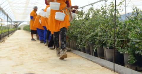 Women Harvesting Blueberries in Greenhouse Environment