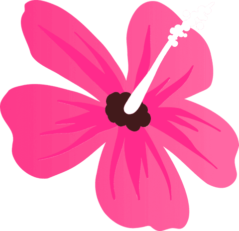 Flat pink hibiscus flower on transparent background with white stamen