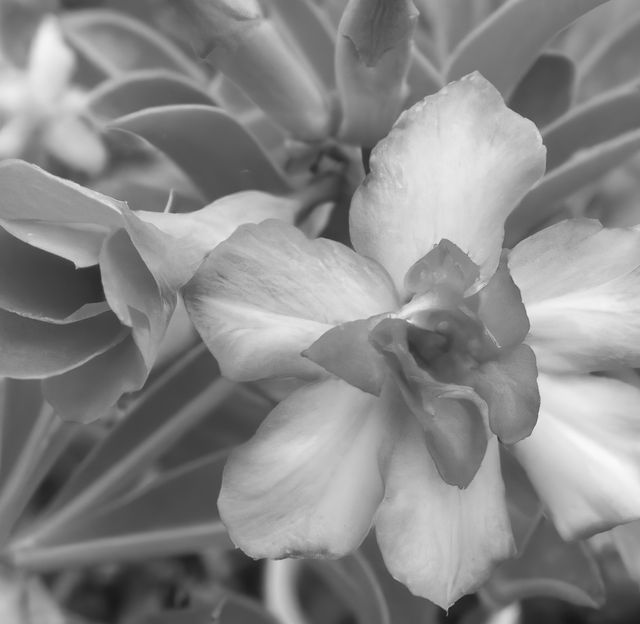 High-contrast black and white close-up view of a blooming flower highlighting detailed petals. Suitable for use in botanical studies, monochrome art galleries, nature photography collections, decorative wall art print, or educational materials.
